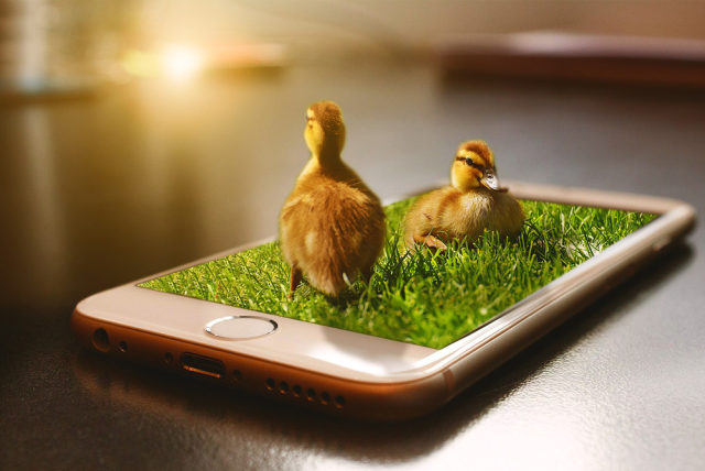 An artistic image of two ducks on field of grass within a phone screen